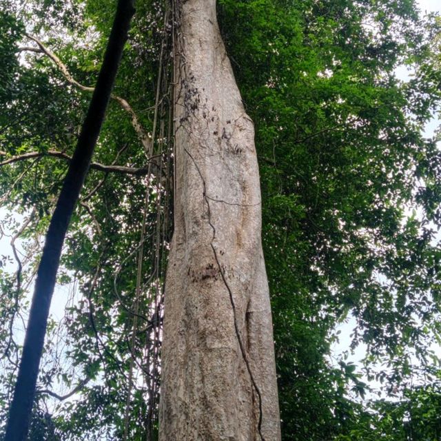 Ko Mu Untouched Pristine Forest 