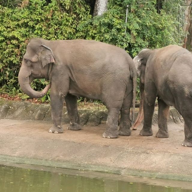 Best Zoo I visited - Singapore Zoo