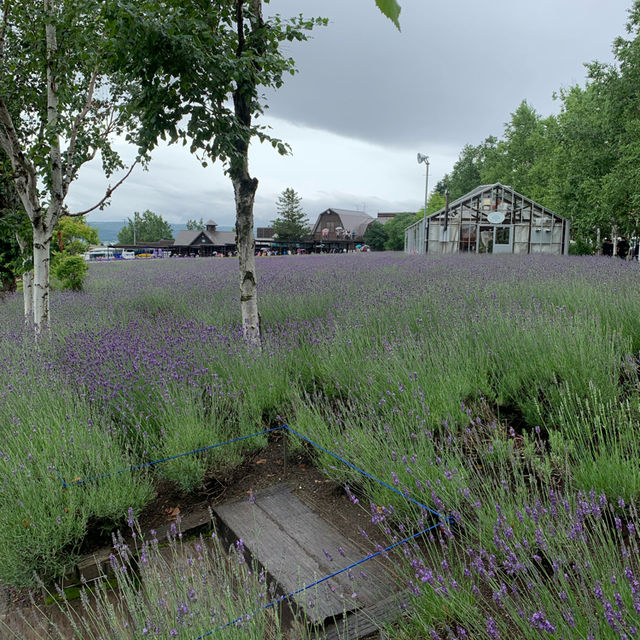 The Captivating Farm Tomita in Hokkaido