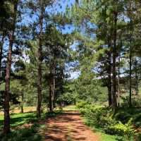 Lavender Dalat