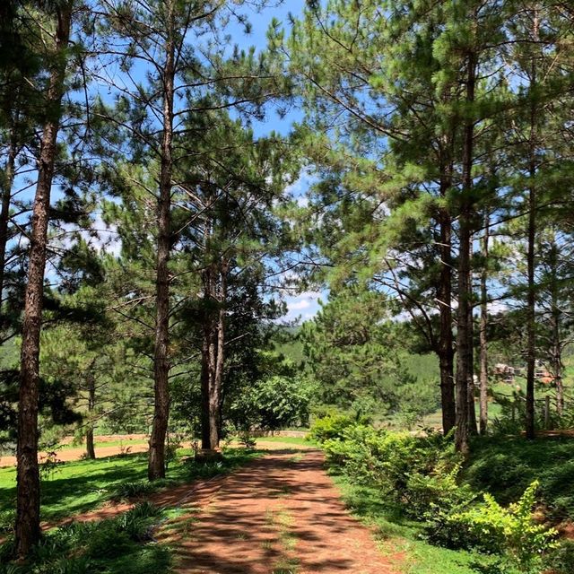 Lavender Dalat
