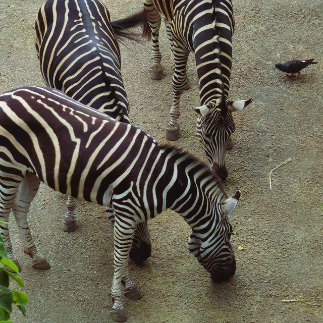 台北必去景點-台北巿立動物園