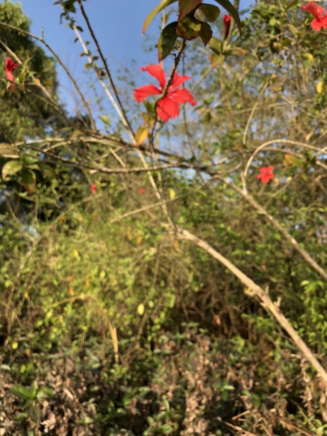 秋天必去的好去處，九龍公園！🍂🍁