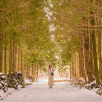 ❄️눈쌓인길 나무사이로 산책가능한곳 [제주, 샤이니숲길]🌲