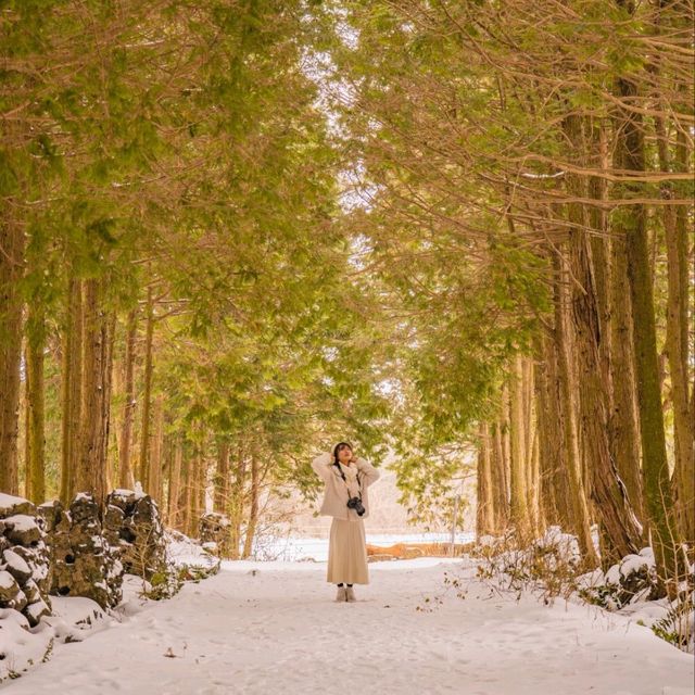 ❄️눈쌓인길 나무사이로 산책가능한곳 [제주, 샤이니숲길]🌲