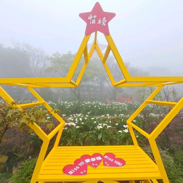 陽明山櫻花盛開啦！到處人山人海，大推苗榜餐廳驚豔的好吃