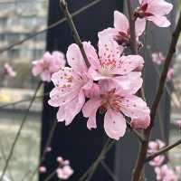 【上海・蘇州河畔】桜を見ながら散歩はいかが