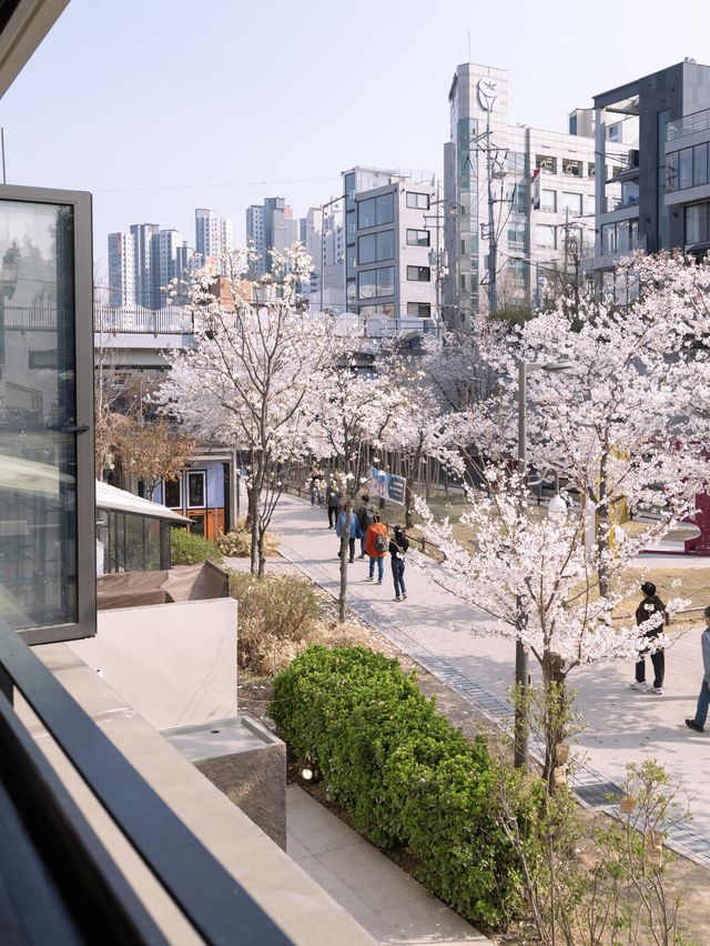 경의선숲길 1열에서 즐기는 파노라마 벚꽃뷰