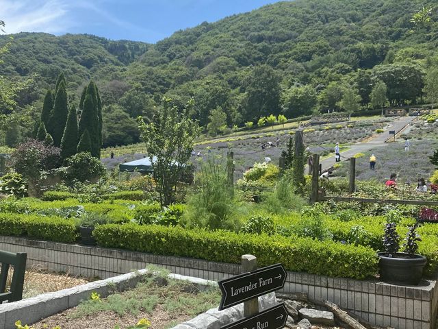 【岡山県】蒜山ハーブガーデンでラベンダー摘み