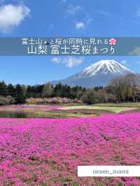 【山梨】富士山と桜が同時に見れる「富士芝桜まつり」🗻🌸