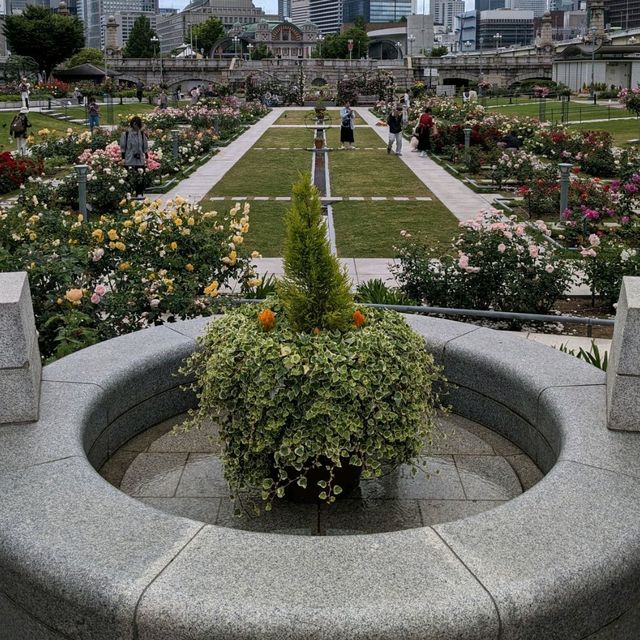 中之島バラ園、散り始めた薔薇も有り、それはそれで風情が有って良い。