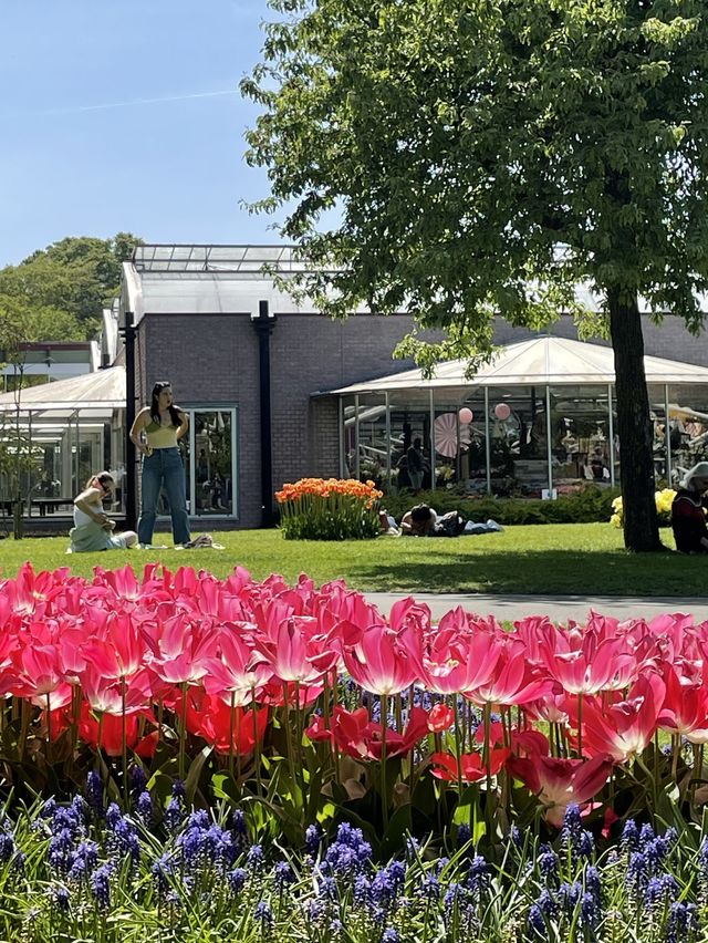 [네덜란드🇳🇱] 🌷🌷튤립 천국 쾨겐호프🌷🌷