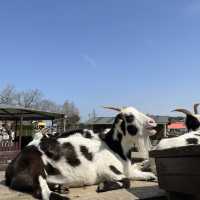 【千葉】可愛い動物と触れ合えるマザー牧場🐄