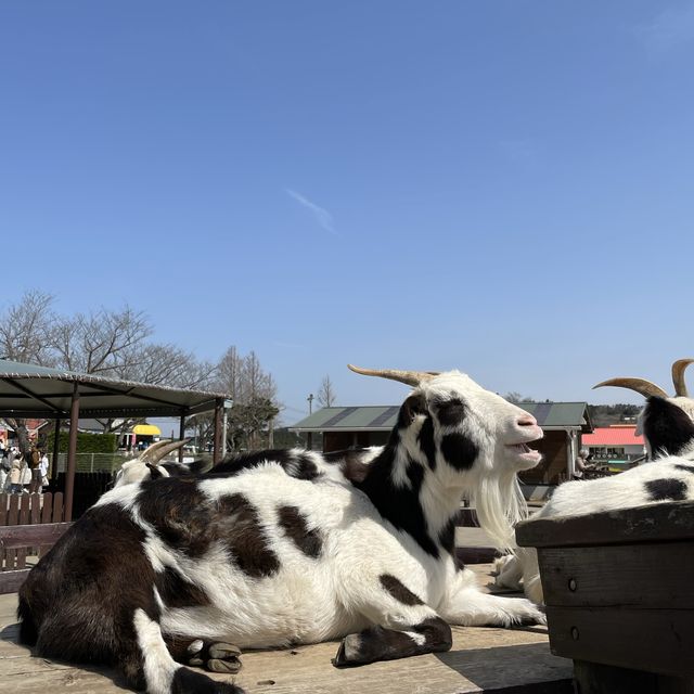 【千葉】可愛い動物と触れ合えるマザー牧場🐄