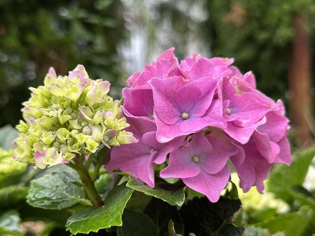 香港賞花｜九龍公園｜今年最後一輯繡球花照片