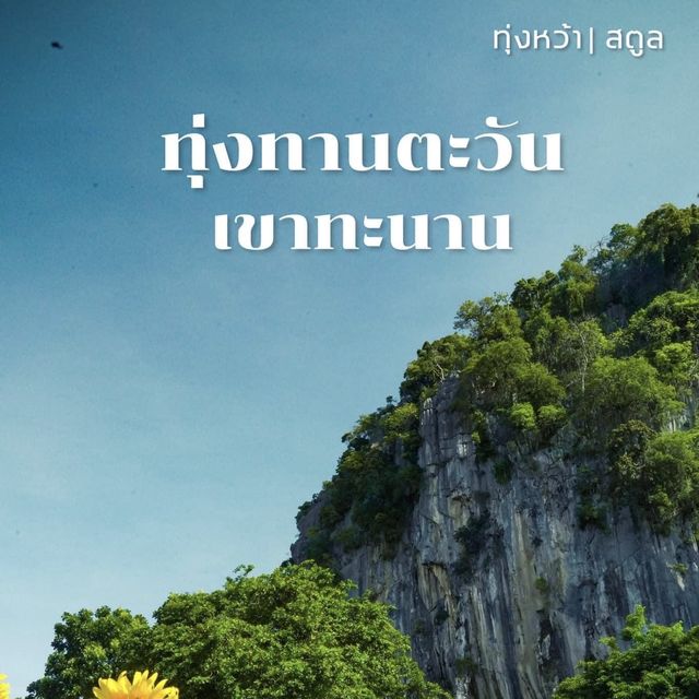 ทุ่งทานตะวัน เขาทะนาน อ.ทุ่งหว้า จ.สตูล