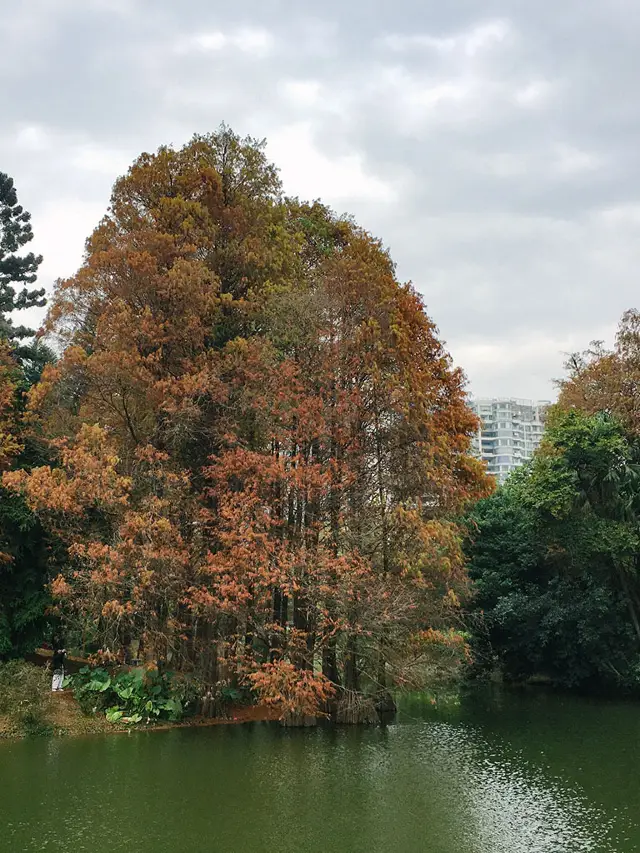 廣州華南植物園看落羽杉