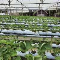 experience picking own strawberries 