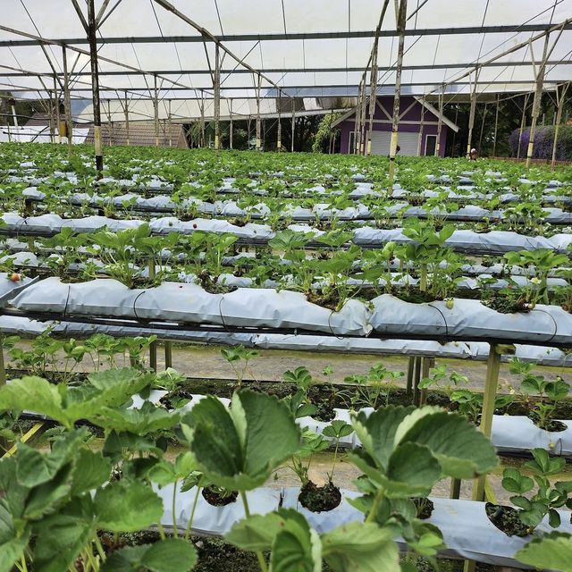 experience picking own strawberries 