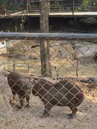 สวนสัตว์ขอนแก่น @Khon Kaen TH