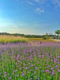 서울에서 40분이면 만날 수 있는 보라빛 동화 세상 💜
