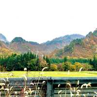 Autumn foliage sightings 