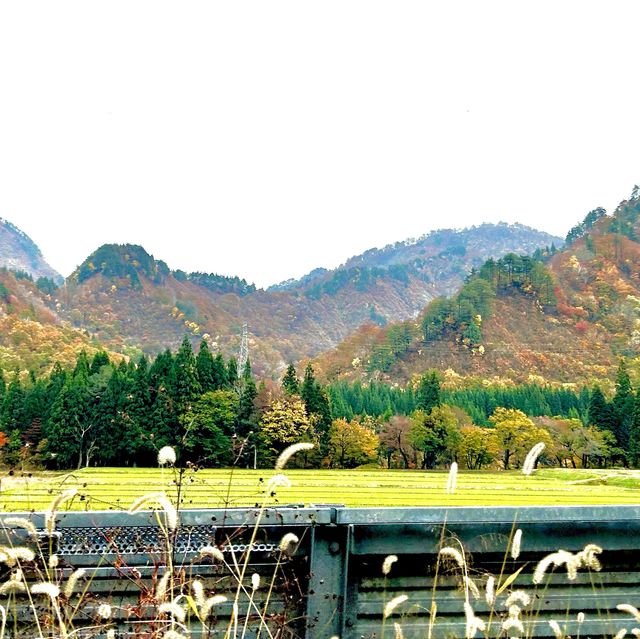 Autumn foliage sightings 