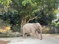 好玩的深圳野生動物園