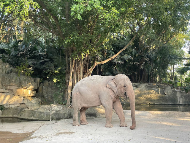 好玩的深圳野生動物園