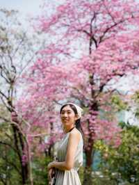 🌸🌸 พาถ่ายรูปดอกชมพูพันธ์ุทิพย์ที่สวนรถไฟ 