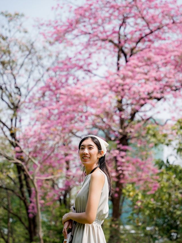 🌸🌸 พาถ่ายรูปดอกชมพูพันธ์ุทิพย์ที่สวนรถไฟ 