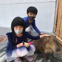 墾丁鹿ㄦ島水豚生態園區Paradise of capybara