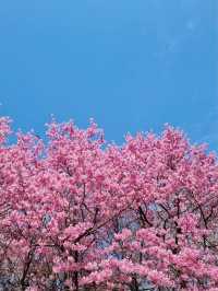 대전의 봄꽃은 “한밭수목원”에서 즐겨요〰🌸💗