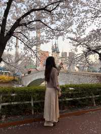 韓国/ソウル【蚕室】桜が咲くお花見シーズンのおすすめスポット🌸
