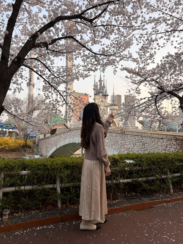 韓国/ソウル【蚕室】桜が咲くお花見シーズンのおすすめスポット🌸