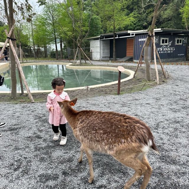 斑比山丘🦌🥕｜台灣版奈良@真·自由行（公交篇）