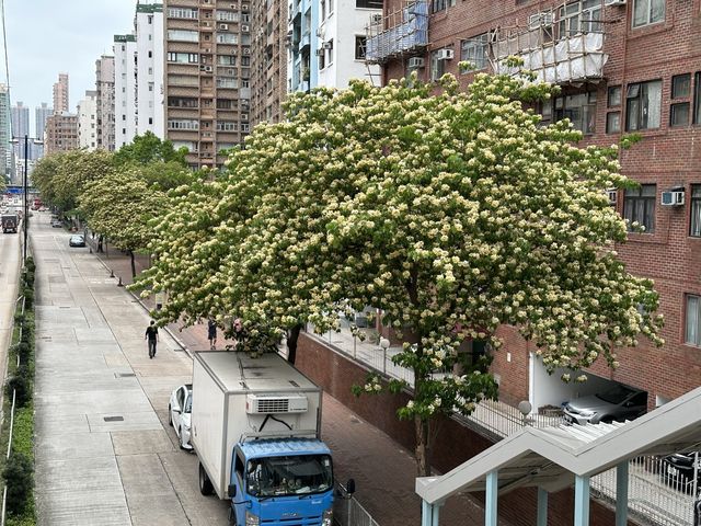 香港賞花 | 太子道西一帶魚木盛放