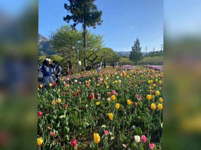 4,5月遊日本必去⭐超靚賞花公園