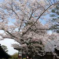 京都地標清水寺