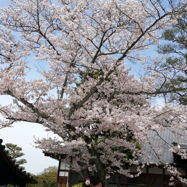 京都地標清水寺