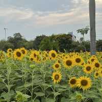 แจกพิกัด ถ่ายรูปดอกไม้@สวนจตุตักร