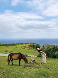 【与那国島】与那国馬に会いに行く