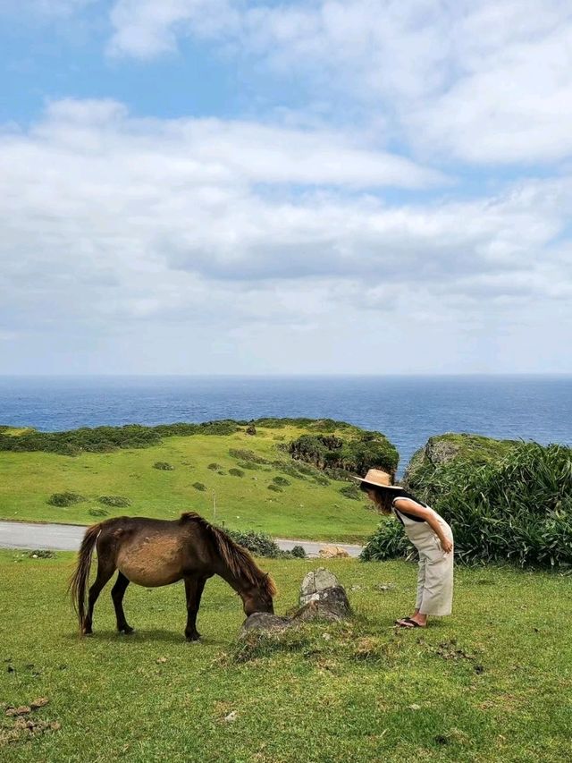 【与那国島】与那国馬に会いに行く
