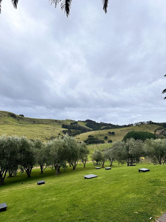 Stunning vineyard in Waiheke Island 