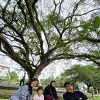 136 Year Old Tree at Taping Lake Garden