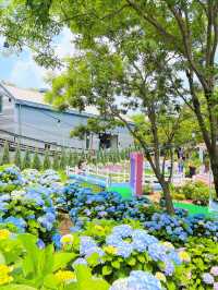울산 장생포 수국축제💙