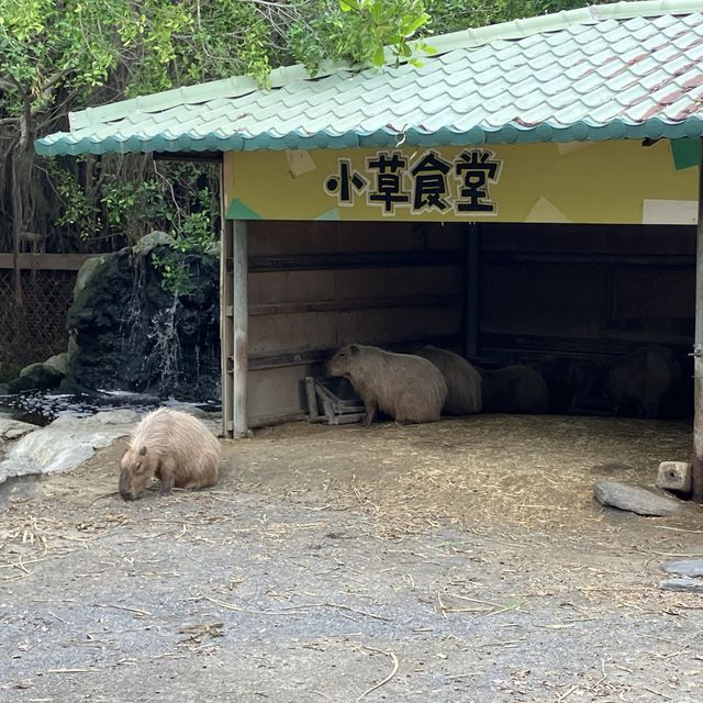 頑皮世界野生動物園