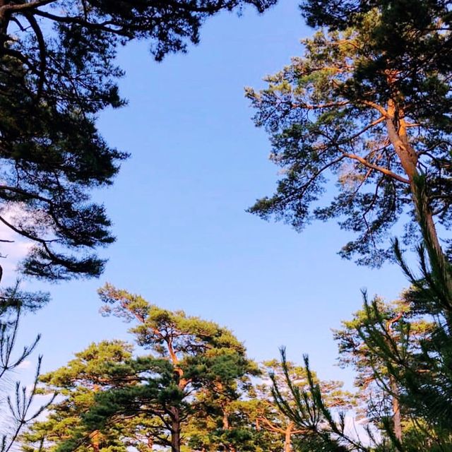 🍃 강릉 대관령의 초록초록한 공기가 담긴 대관령자연휴양림