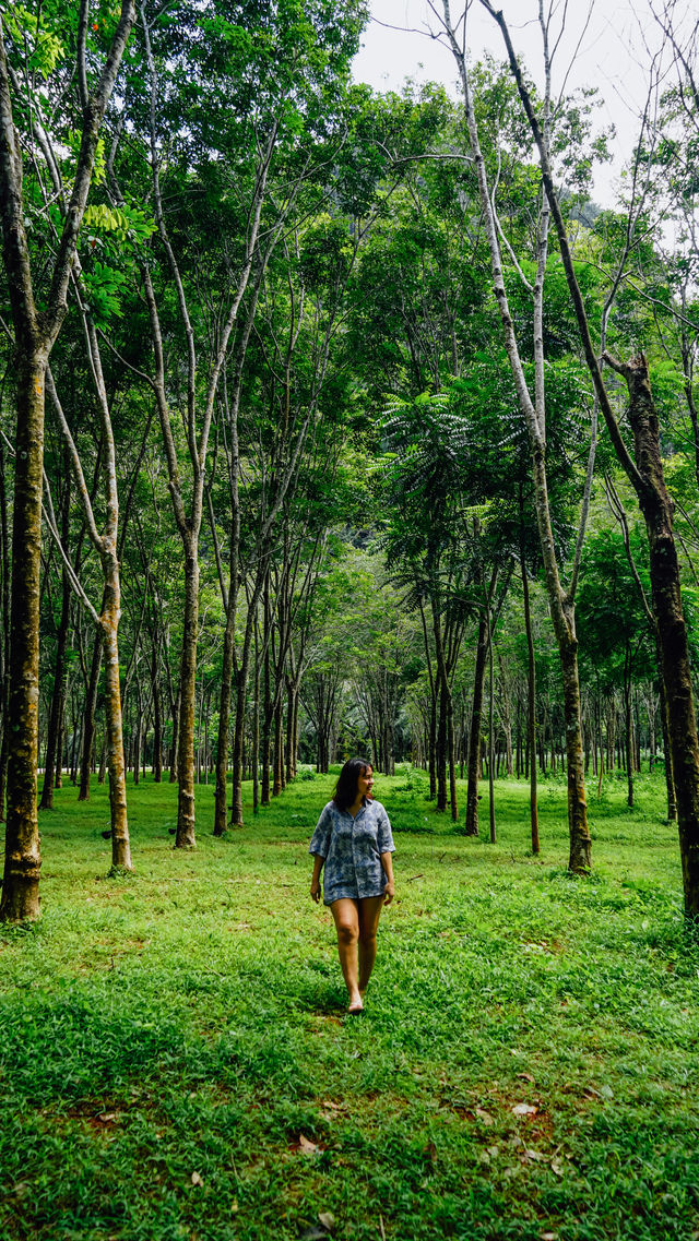 Into the forest จ.กระบี่