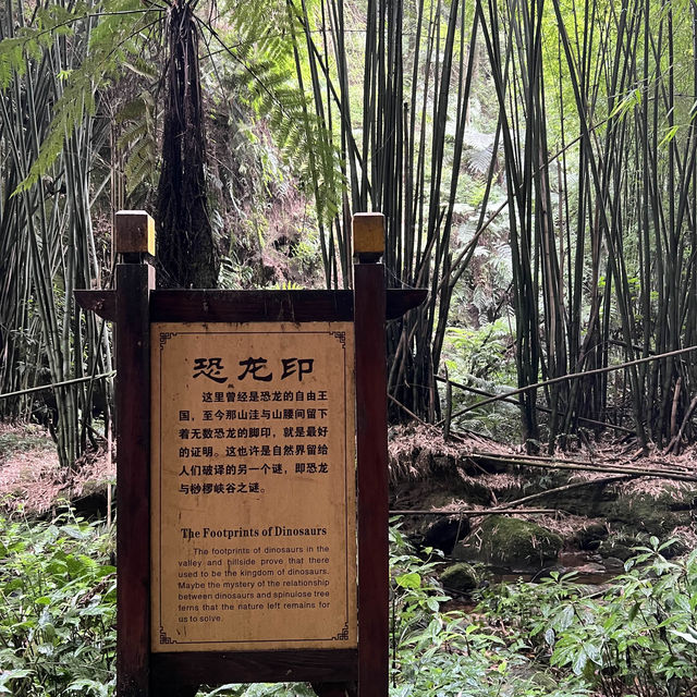 成都周邊桫欏峽谷：自然徒步